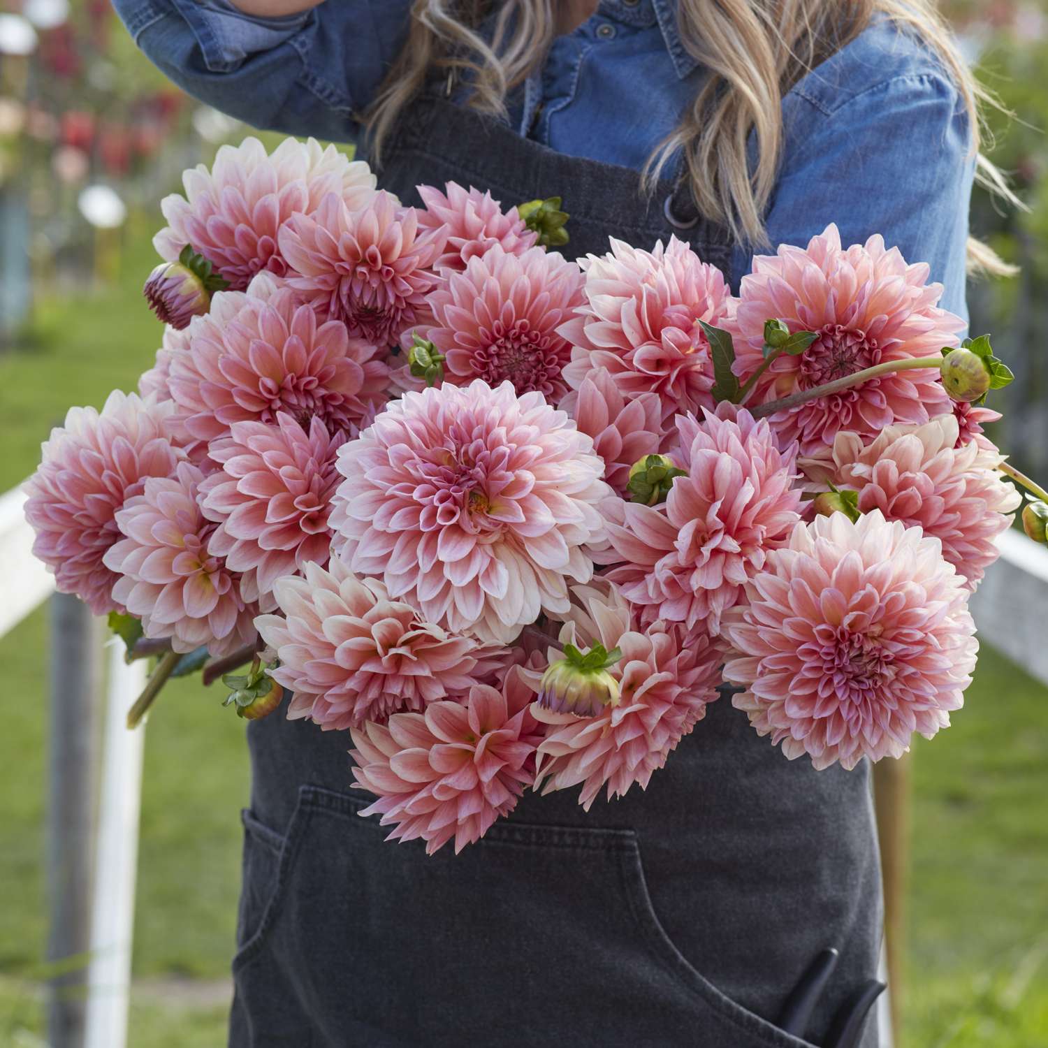 Dahlie ‘Beauty Queen’ - Dahlia